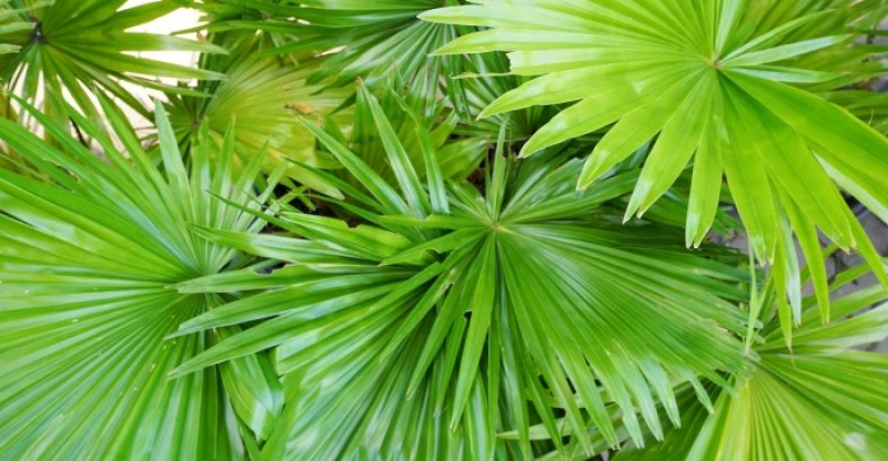 Saw Palmetto Benefits