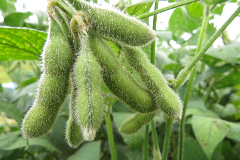 Soy Beans can Help You Look Younger