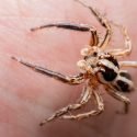 Spider-Bite-Symptoms-and-Treatments