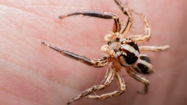 Spider-Bite-Symptoms-and-Treatments