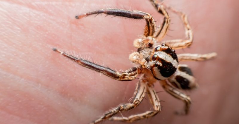Spider-Bite-Symptoms-and-Treatments