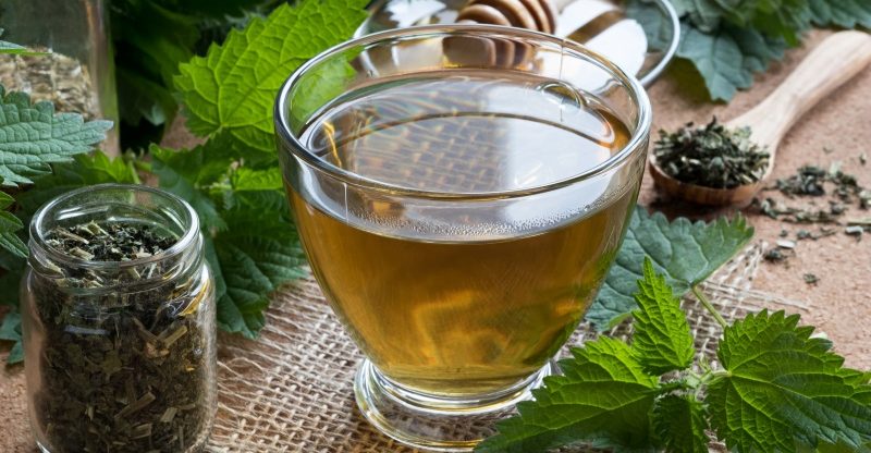 Stinging Nettle