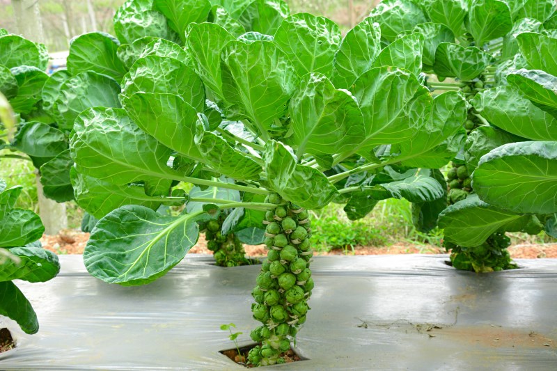 varieties-brussels-sprouts