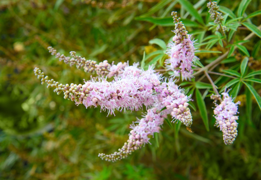 8 Evidence-Based Benefits of Vitex (Chasteberry) - Well-Being Secrets