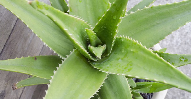 14 Evidence Based Health Benefits And Uses Of Aloe Well Being
