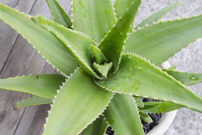 14 Evidence Based Health Benefits And Uses Of Aloe Well Being