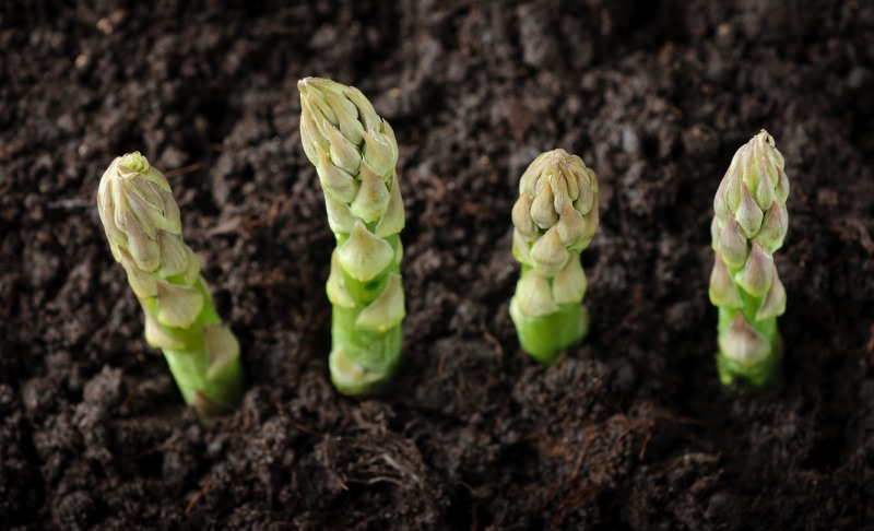 asparagus sprouts