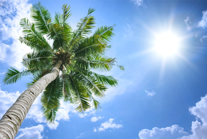 coconut-tree-in-sun