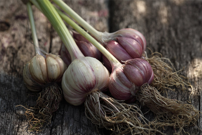 fresh-garlic-bulbs