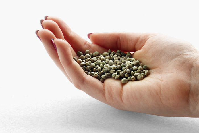 hemp-seeds-in-hand