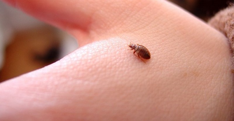 how-to-get-rid-of-bed-bug-bites