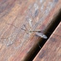 how-to-get-rid-of-mosquitoes