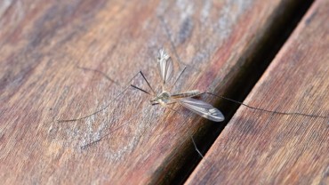 how-to-get-rid-of-mosquitoes