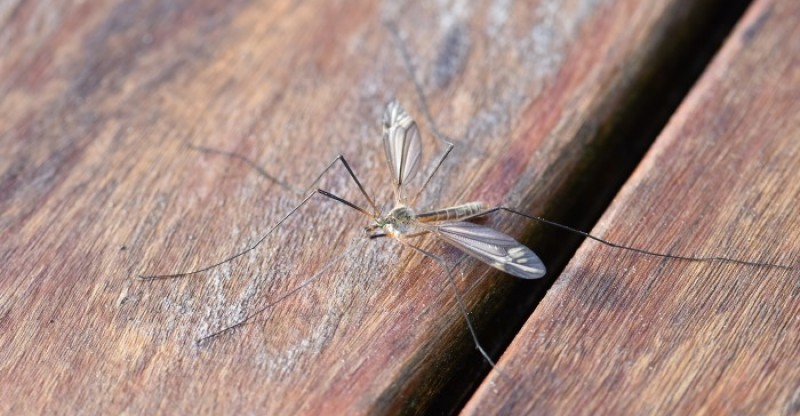 how-to-get-rid-of-mosquitoes