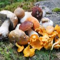 mushrooms nutrition