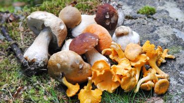mushrooms nutrition