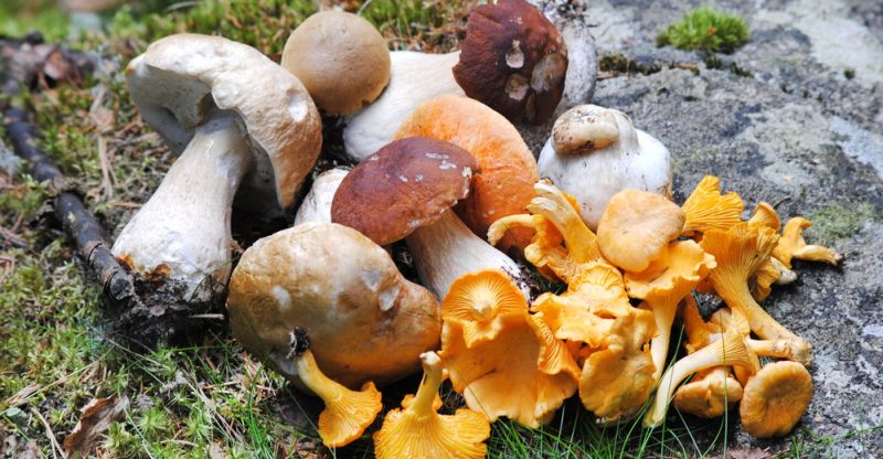 mushrooms nutrition