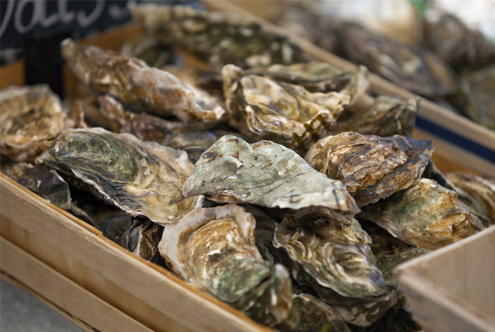 oysters b12 source