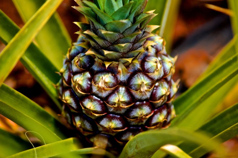 pineapple Conclusion