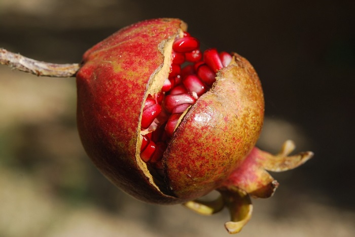pomegranate-ripe
