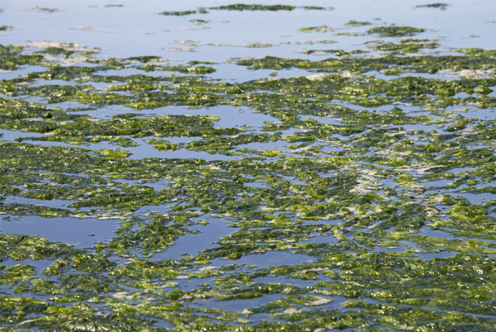 spirulina algae lake benefits - SPIRULINA - 25 GEZONDE EIGENSCHAPPEN VAN SPIRULINA